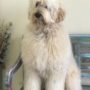 Meet your Posher, Kelly